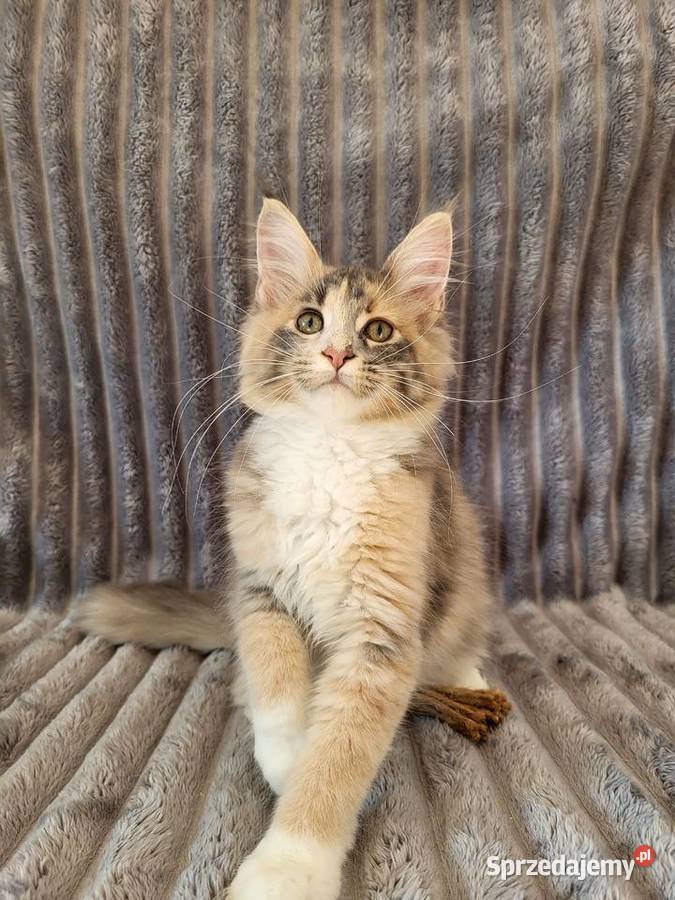 Maine Coon duże linie hodowla FPL Radomsko