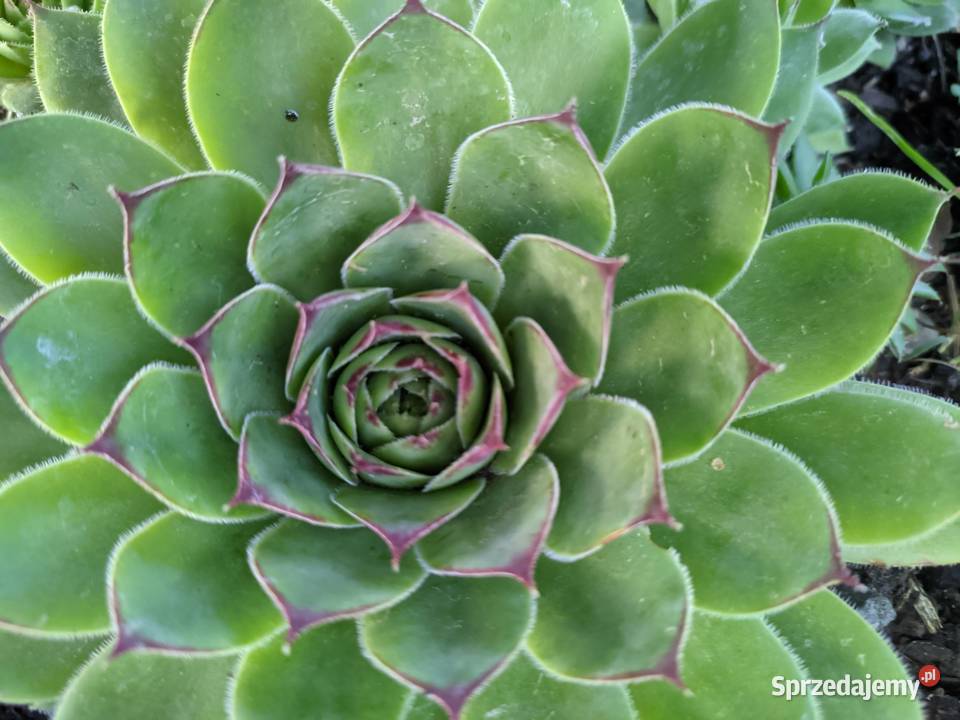 Zestaw roślin na skalniak 100 sztuk mix gatunków Lublin