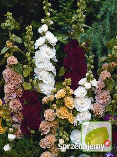 Malwa czarna Nasiona jadalna odmiana Nowy Sącz