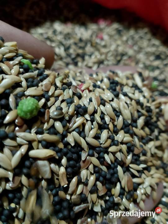 Karma papug kanarków gryzoni Ptaki Strzeleczki