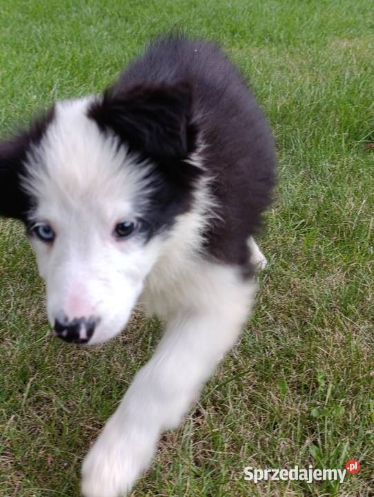 Border Collie SuczkaBadania genetyczne rodziców Szczaworyż