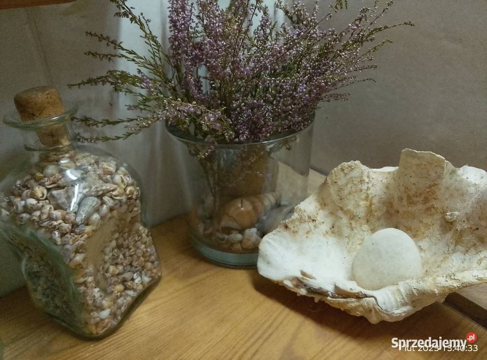 Muszle i gąbki morskie Gniewoszyce sprzedam