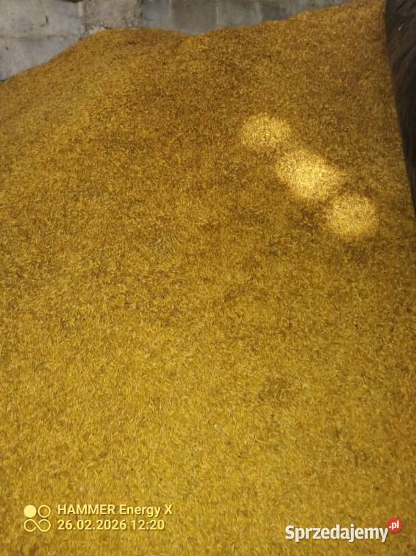 Sprzedam owies Rambo