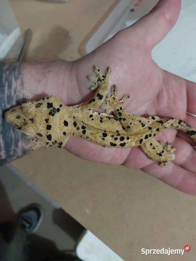 Gekony orzesione gekon