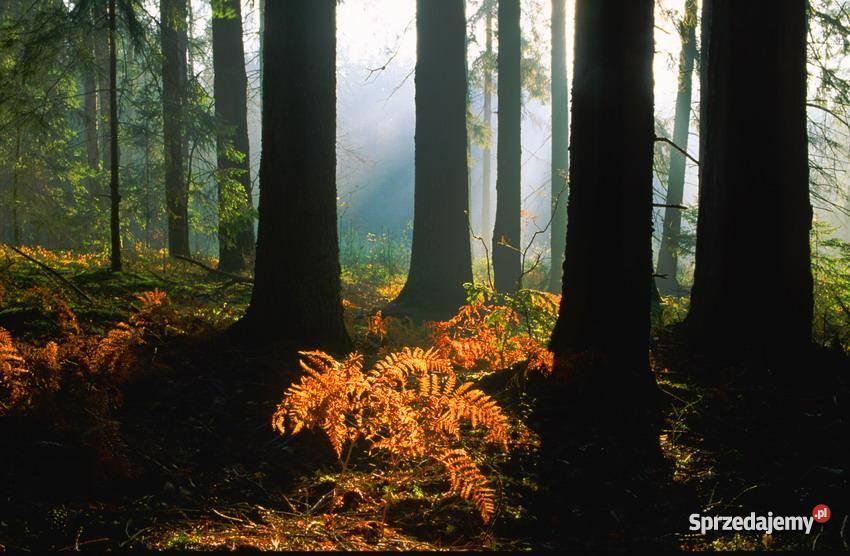 tartak w pobliżu Ełku Prostki