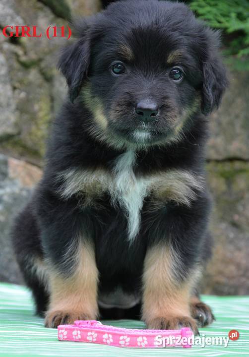 oferujemy szczenięta hovawarta z renomowanego podlaskie Białystok