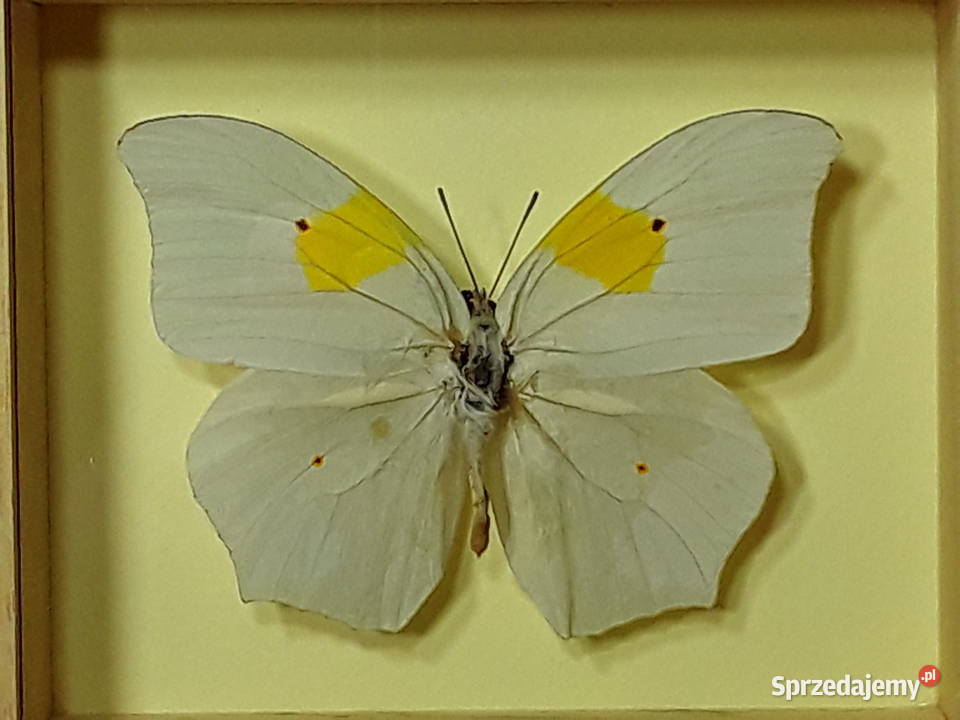 Motyl w ramce 12x10 Anteos clorinde 80 mm Szczecin