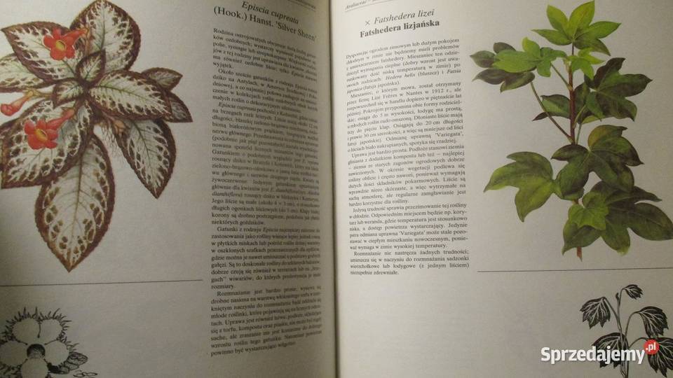 Rośliny ozdobą domu rosliny kwiaty ogród uprawa Poradniki, albumy i reportaże Łódź