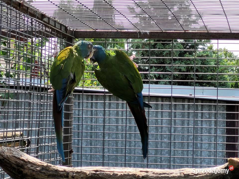 Ara Ary koloni Coloni Para 2014r Niepruszewo