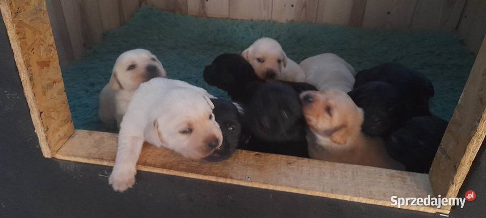 Labradory z rodowodem Mogielnica