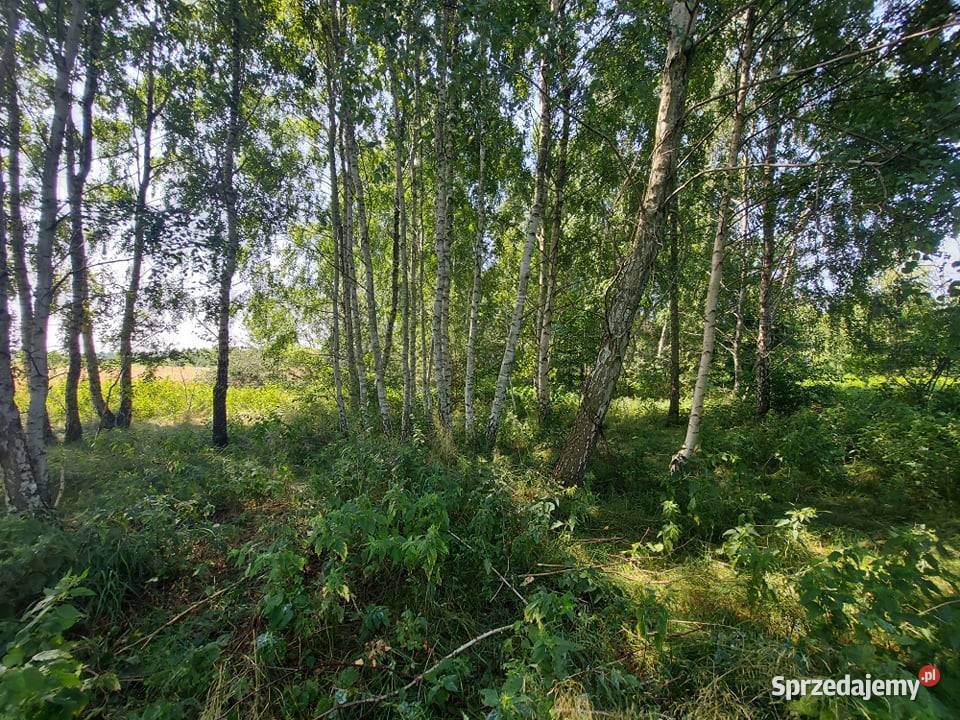 Działka rolna Bukowiec 5911 m2 Inwestycja Łódź