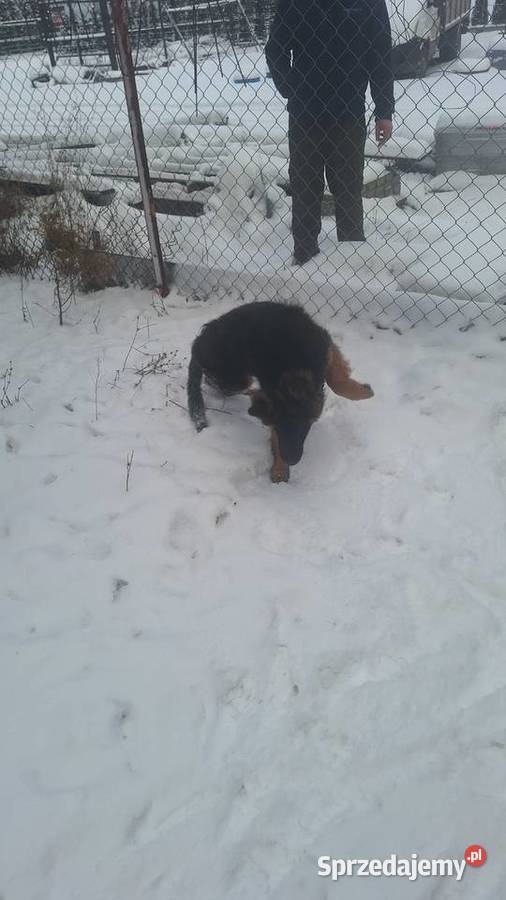 Sprzedam owczarka niemieckiego