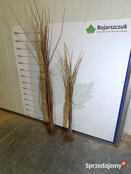 Porzeczka złota RYBES RIBES do szczepienia Stary Pożóg