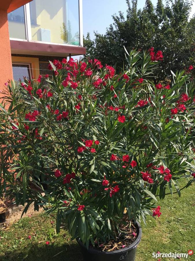 Gałązki oleandrów do ukorzenienia