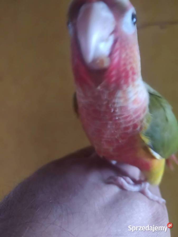 Papugi Rudosterki Ręcznie karmione