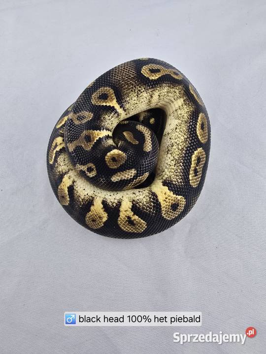 Wąż pyton królewski python regius samiec sprzedam