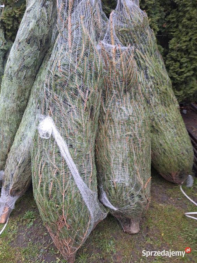 już mamy Jodły kaukaskie i choinki cięte i Pozostałe Ciechanowiec sprzedam