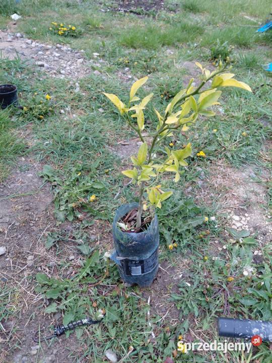 Citrumelo 1145 Gardno