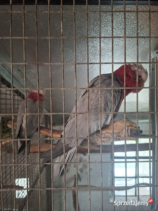 Para kakadu różowe Miejska Górka