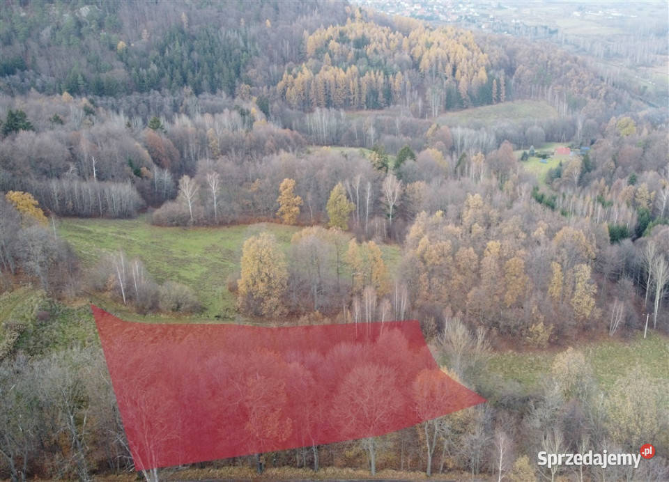Świetna działki w Zachełmiu sprzedam