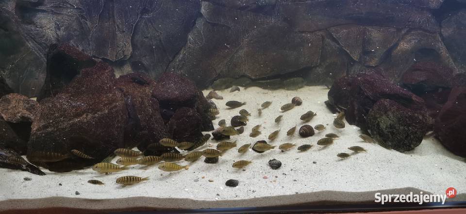 Tropheus sp Crescentic Mkuyu podkarpackie Baligród sprzedam