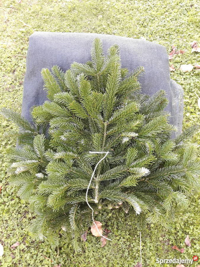 Gałęzie z jodły kaukaskiej stroisz choinki Legnica