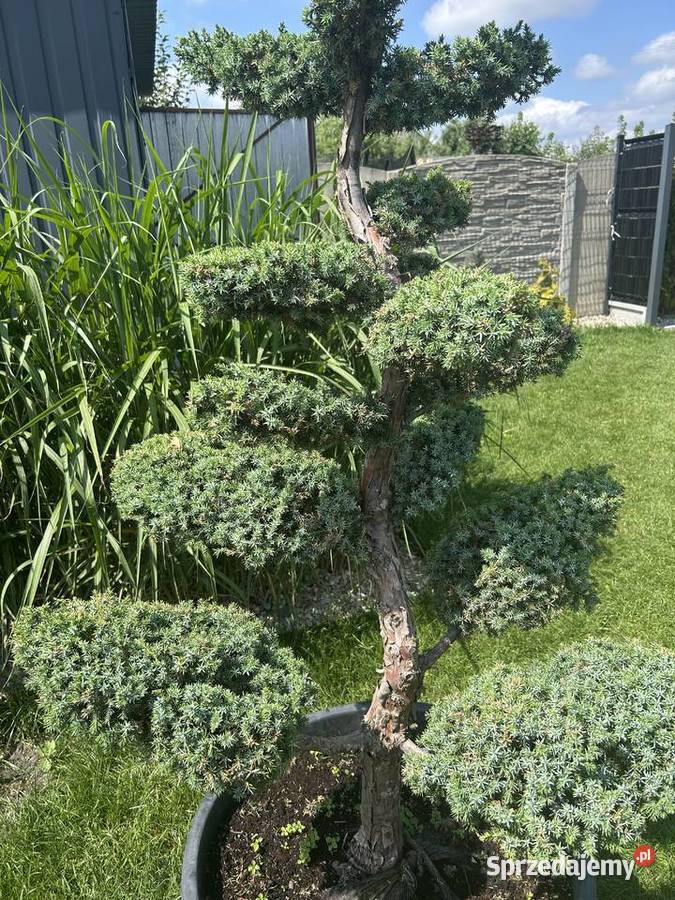 Bonsai drzewko jałowiec niebieskawy Radom