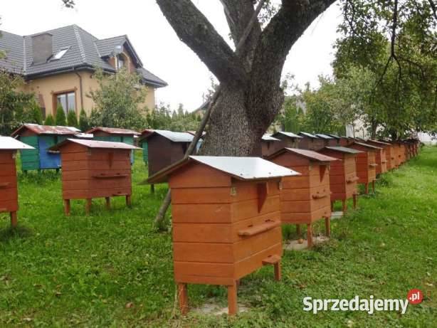 miód pszczeli wielokwiat akacja Brzezna sprzedam