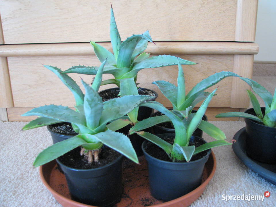 Agawa zdrowe ukorzenione sadzonki do ogrodu Brzegi sprzedam