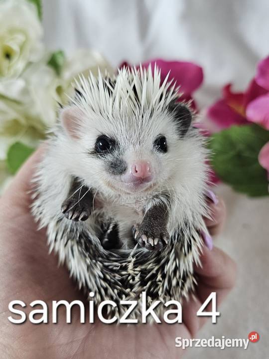 Jeż pigmejski Pozostałe Wrocław