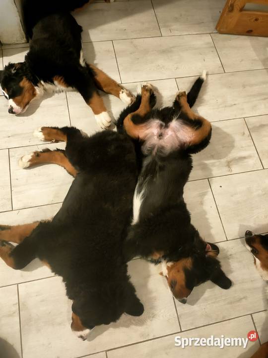 Berneński pies pasterski 4 pieski Zaścienie
