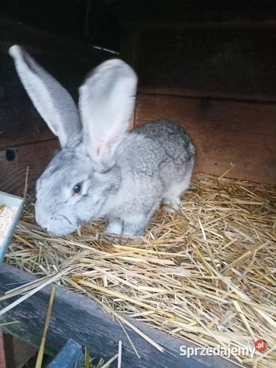 Sprzedam samce Więcbork sprzedam