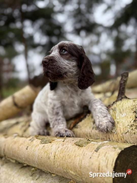 Jedyna taka Wyjątkowa sunia Cocker Spaniel