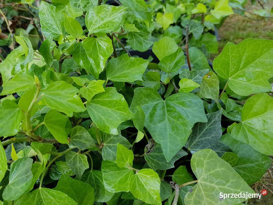 Bluszcz Hedera Helix zimozielony pnący Lublin