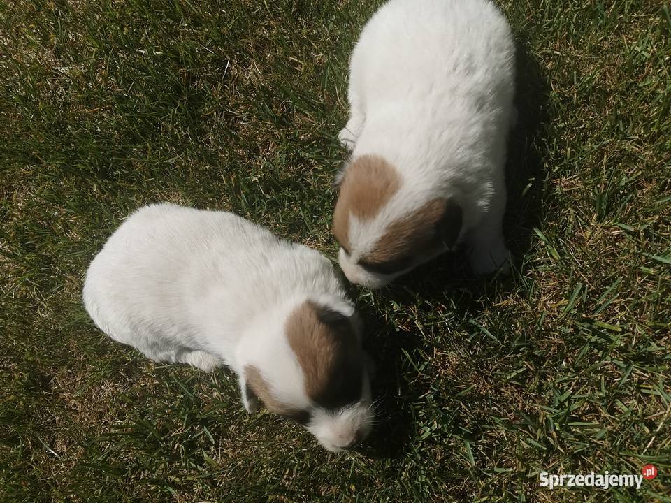 Jack Russell Terrier Kłodawa