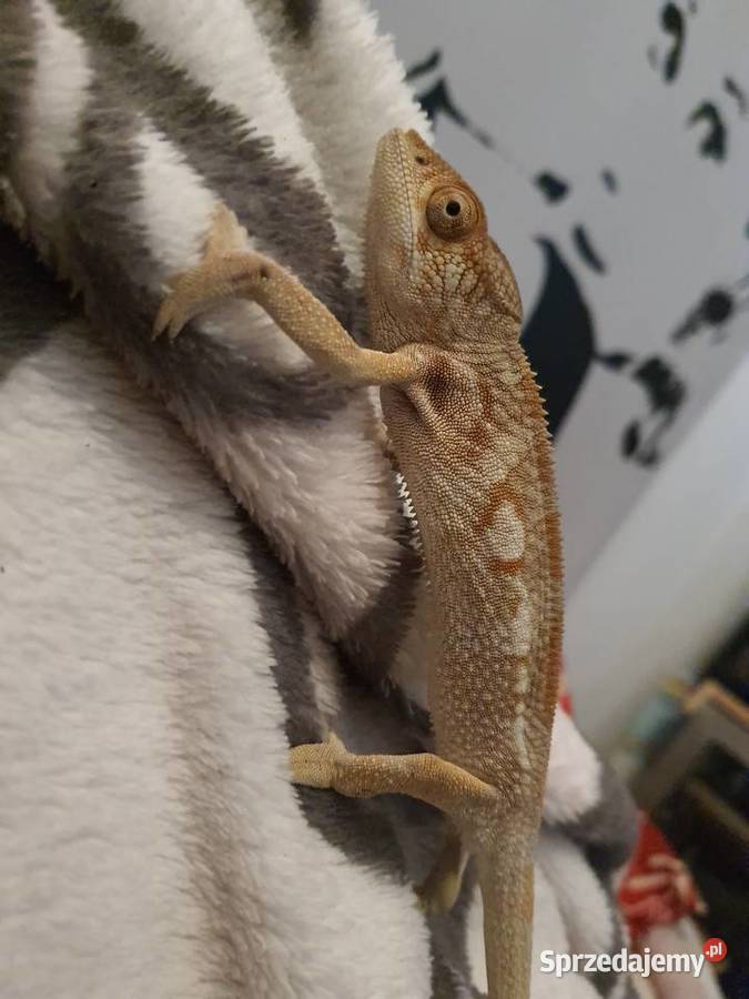 Kameleon lamparci samiczka Koszalin sprzedam