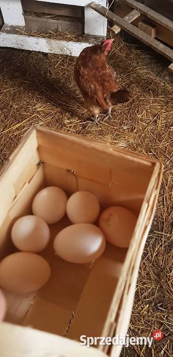 Jaja kurze z gospodarstwa kujawsko-pomorskie Cekcyn