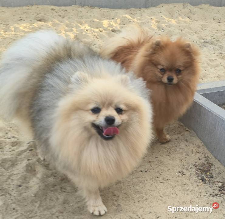 Pomeranian szpic miniaturowy zkwp FCI Piątkowisko