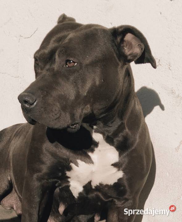 Piękne szczenięta American Staffordshire Terrier Kępno