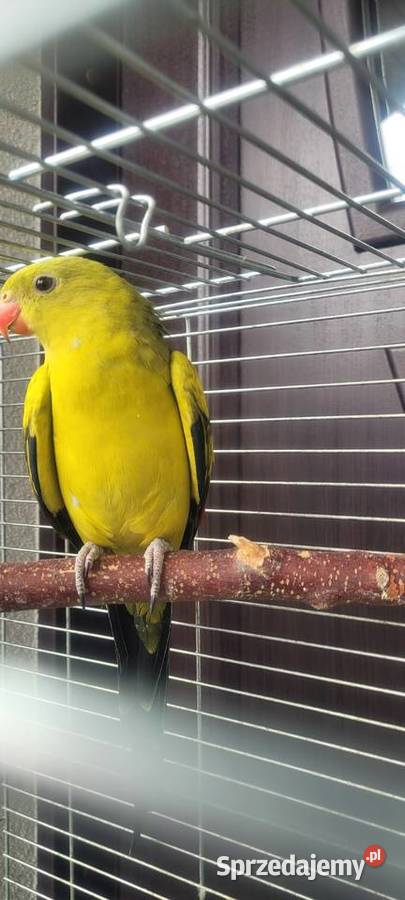 Samiec papugi górskiej Wieliczka