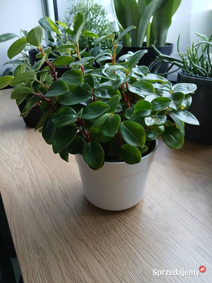 Peperomia Red Stem rzadko spotykana śląskie Częstochowa