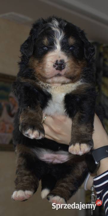 Bernenski Pies Pasterski fci małopolskie Mszana Dolna sprzedam