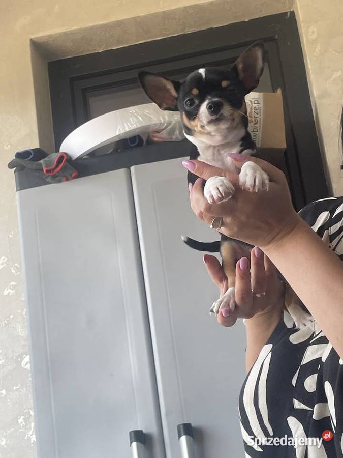 Sprzedam pieska chihuahua mazowieckie Jaktorów