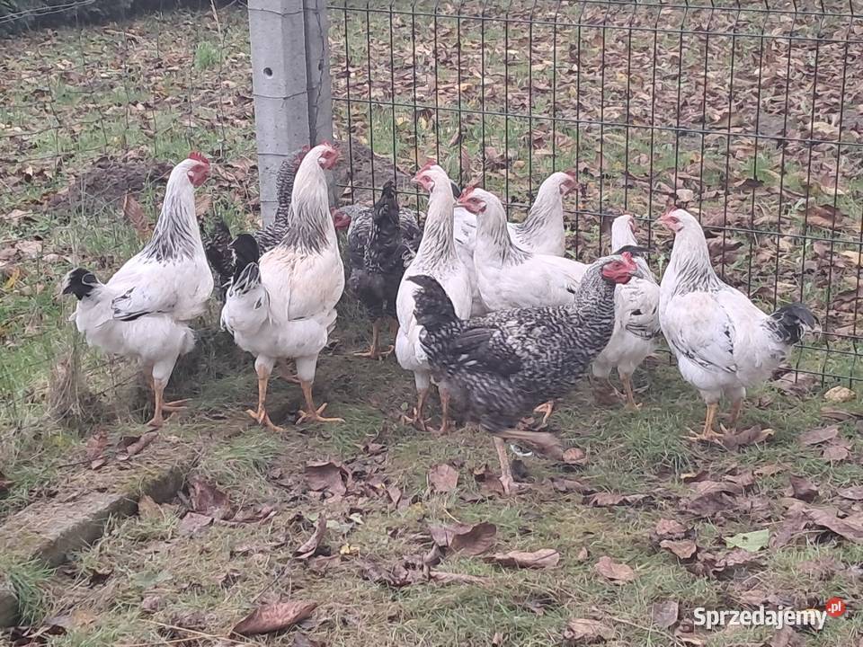 KogutKoguty Tryńcza sprzedam