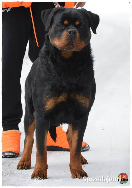 Rottweiler suczka ZKwPFCI Smyków