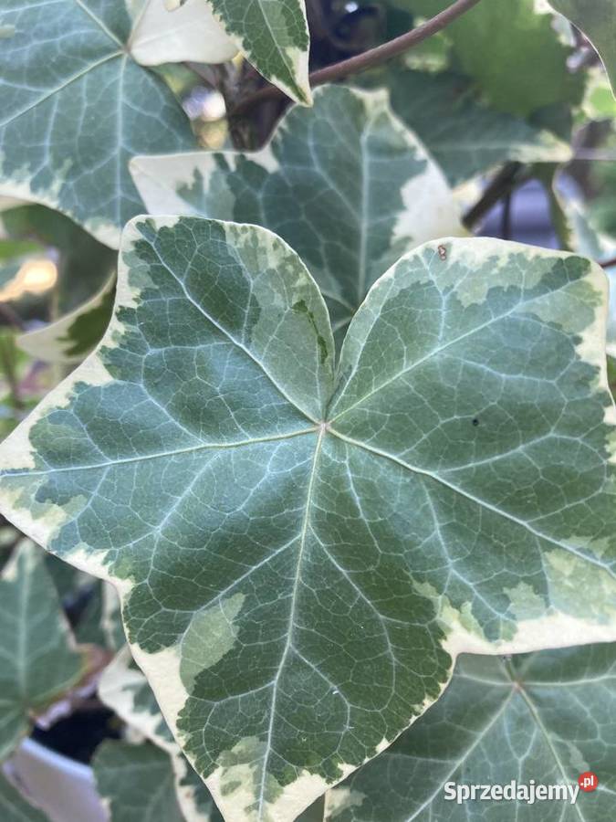 Bluszcz dwukolorowy Variegata Pnący Lublin