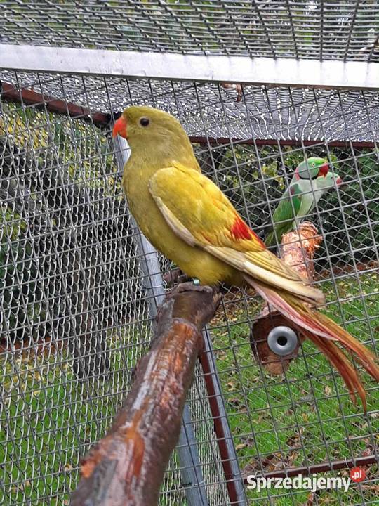 Papugi górskie berg żółty pastel Ptaki Skała