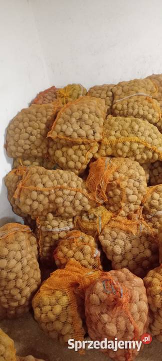 Ziemniaki sadzeniaki DENAR Odrzykoń