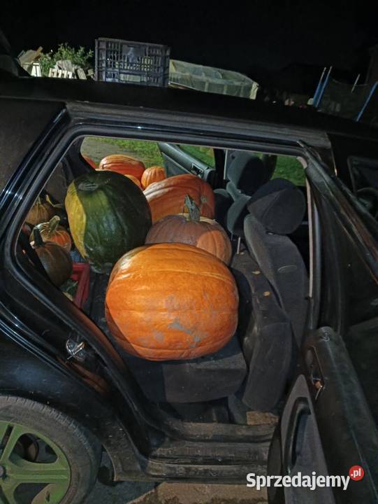 Dynia Halloweenozdobne na zupę czy przetwory Cedry Wielkie