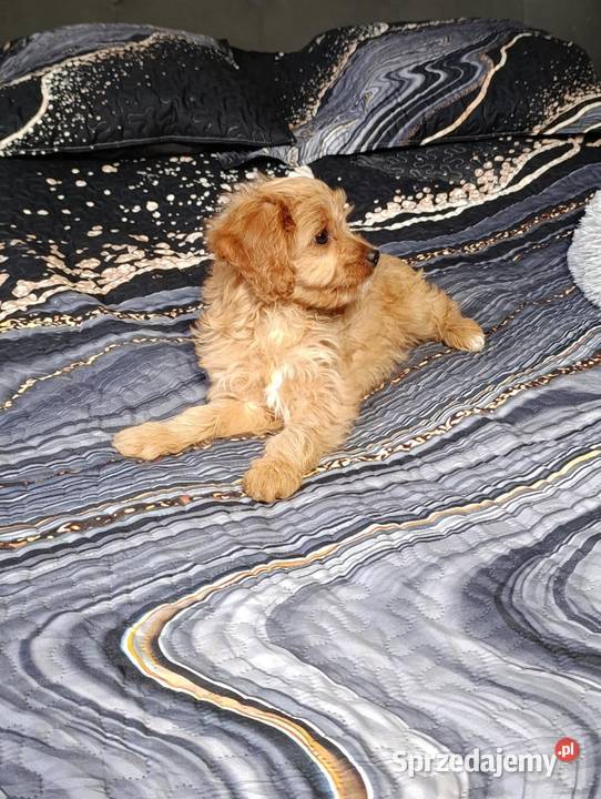 Cavapoo suczka świętokrzyskie Szczaworyż